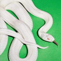 DEFTONES "Private Music"