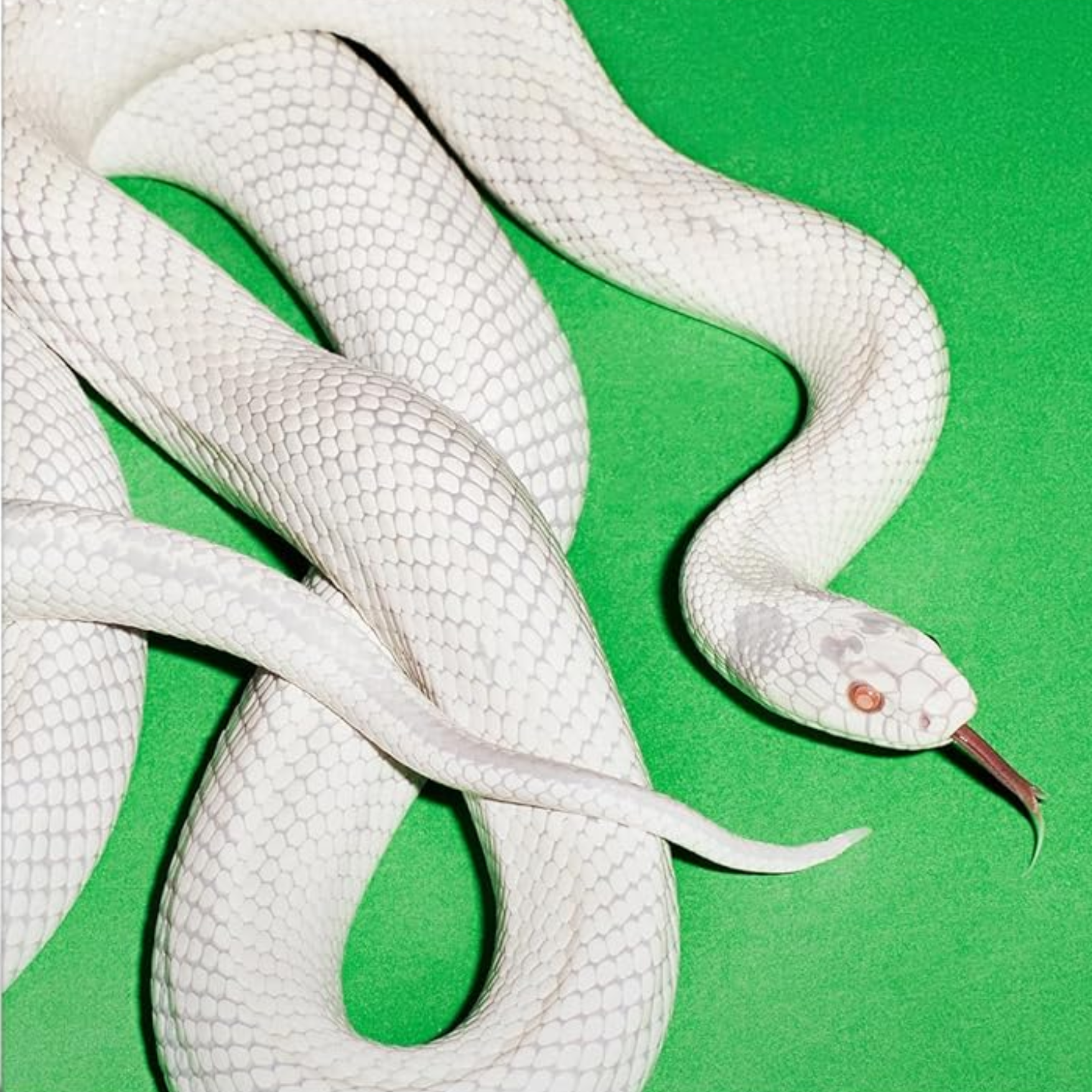 DEFTONES "Private Music"