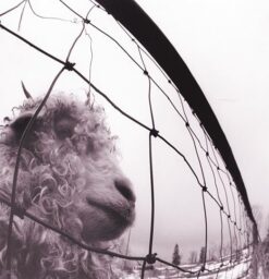 PEARL JAM "Vs. 30th Anniversary Edition"